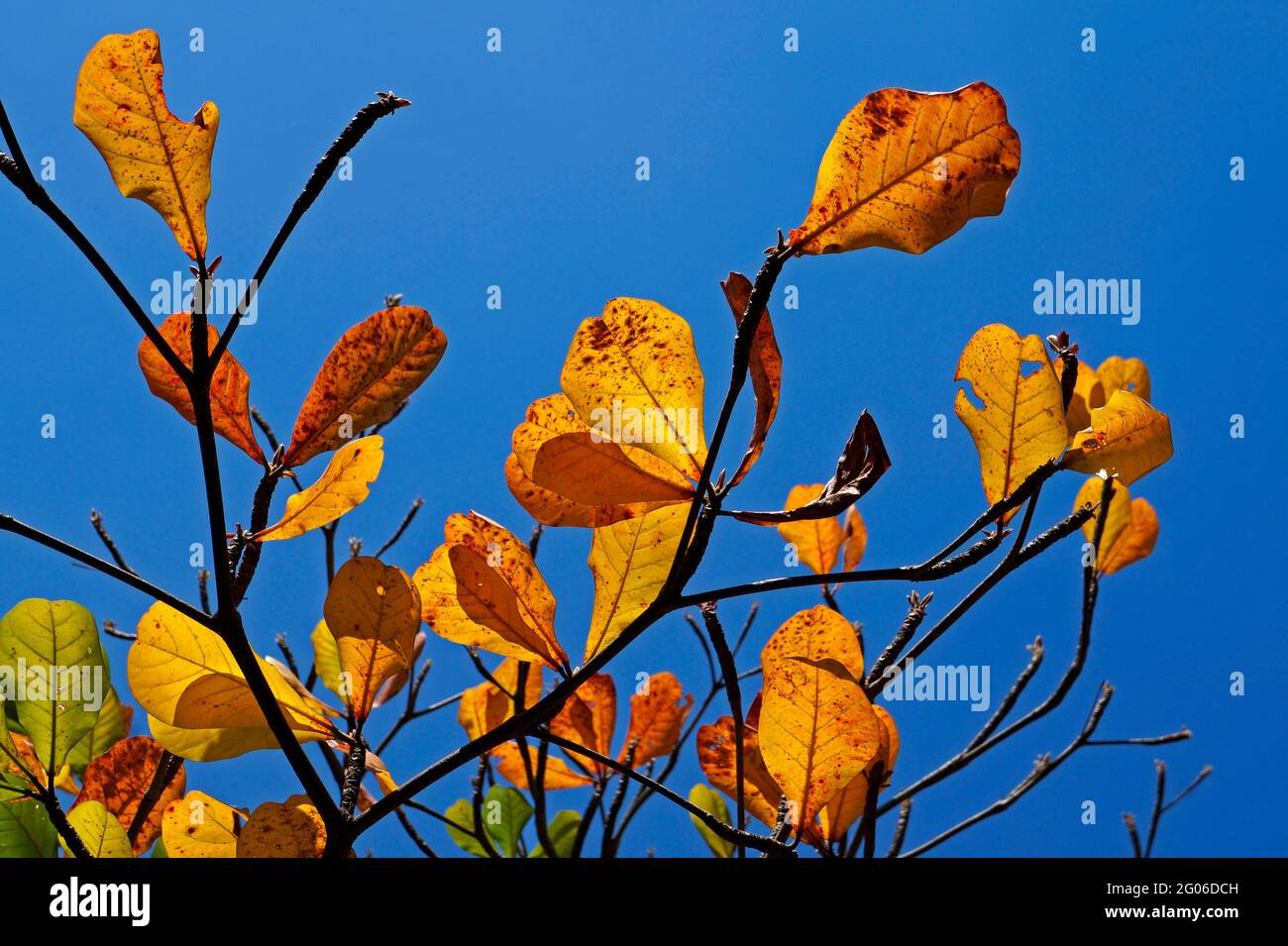 Feuilles d'amande tropicale en automne (Terminalia catappa) Banque D'Images