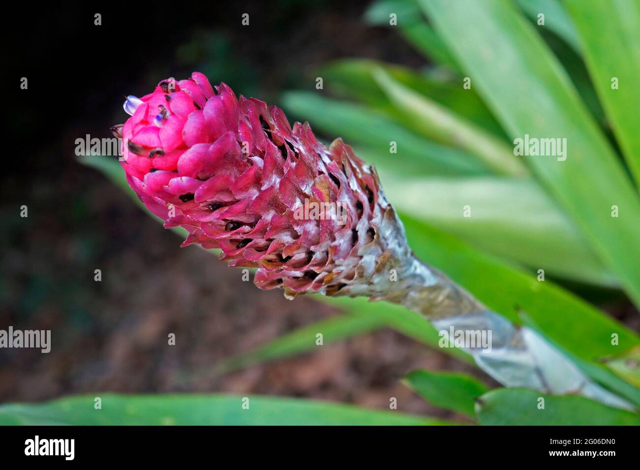 Inflorescence de broméliade (Quesnelia arvensis) sur le jardin Banque D'Images Inflorescence de broméliade (Quesnelia arvensis) sur le jardin Banque D'Images
