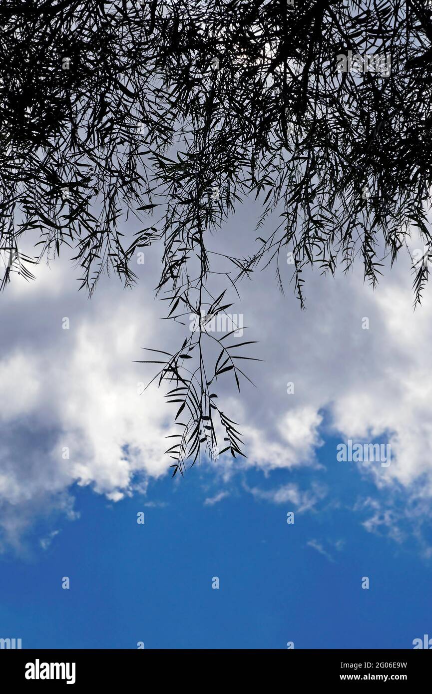 Feuillage de saule pleurant (Salix babylonica) et ciel avec nuages Banque D'Images