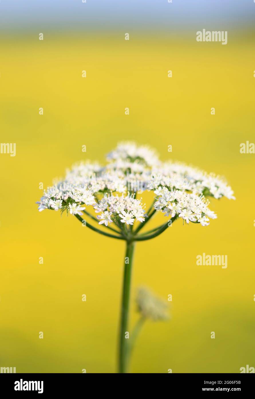 Une tête de fleur de persil de vache (Anthriscus sylvestris), photographiée contre un champ hors foyer de tasses de beurre jaune vif. Banque D'Images