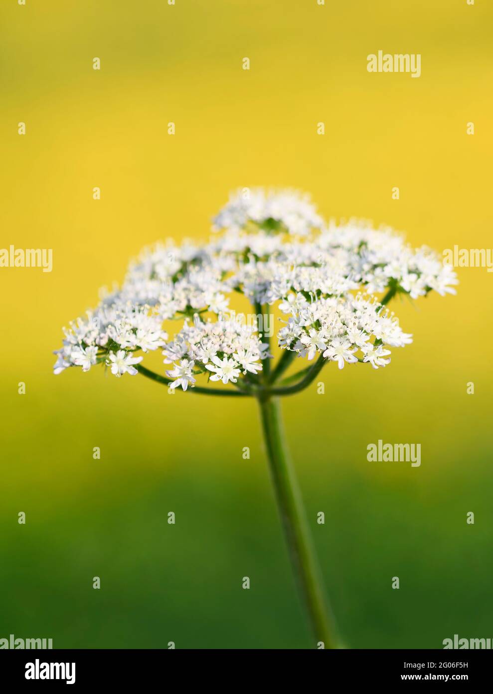 Une tête de fleur de persil de vache (Anthriscus sylvestris), photographiée contre un champ hors foyer de tasses de beurre jaune vif. Banque D'Images
