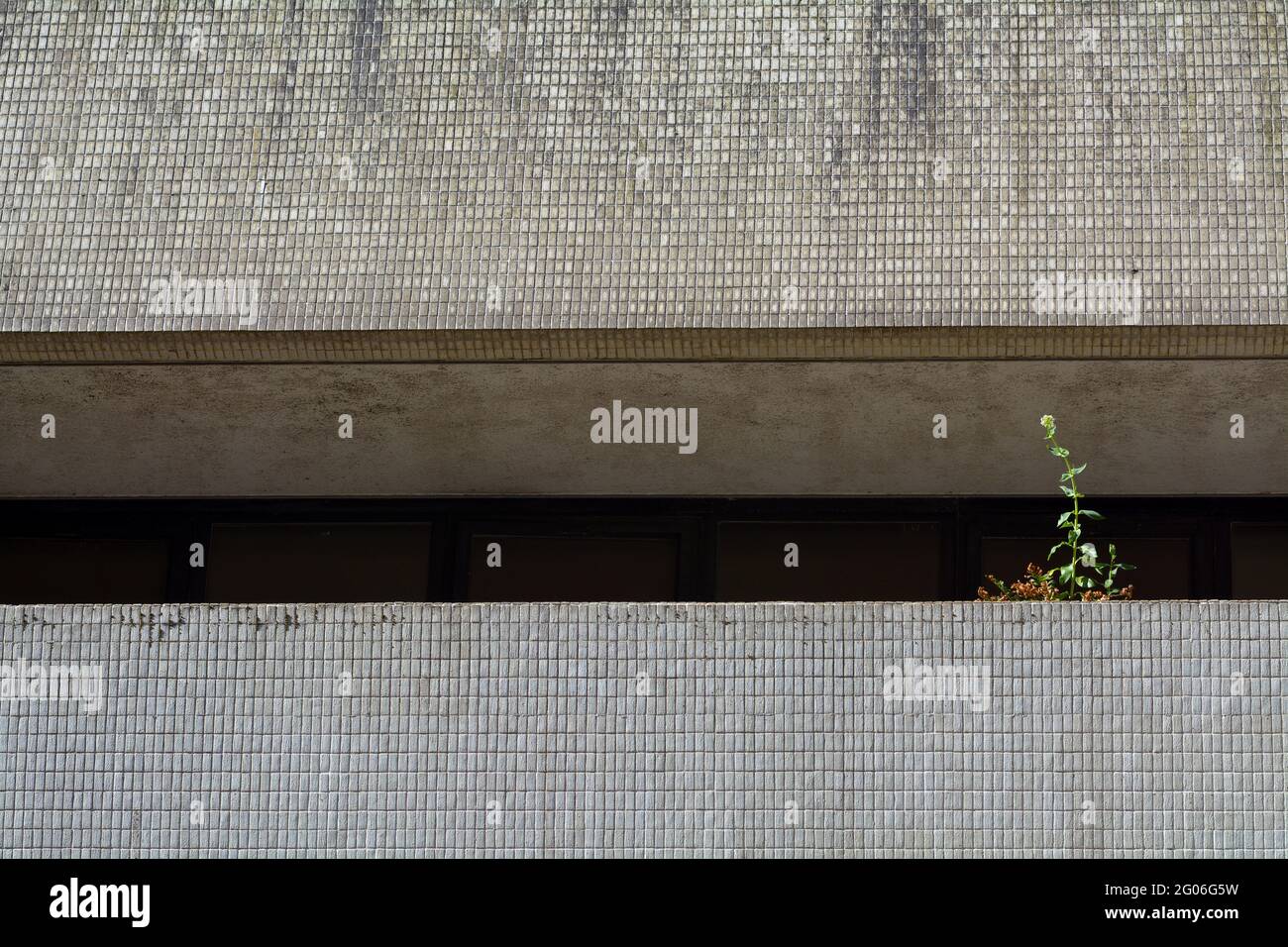 Image abstraite d'un bâtiment moderne en béton. Une seule plante décompose les formes et les motifs. Banque D'Images