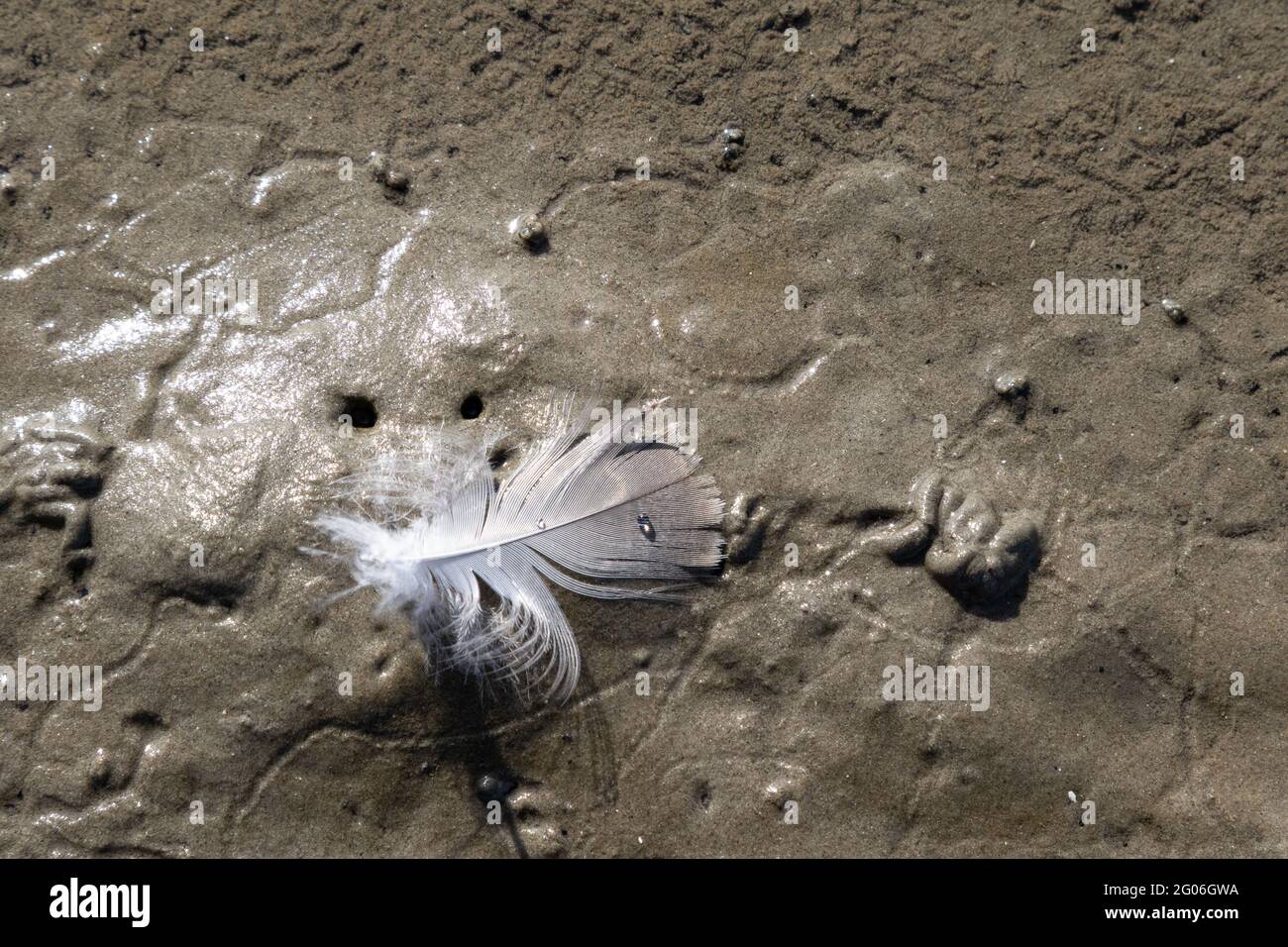 La plume blanche d'un oiseau repose sur le fond des vasières. De petites gouttes d'eau scintillez au printemps. Banque D'Images