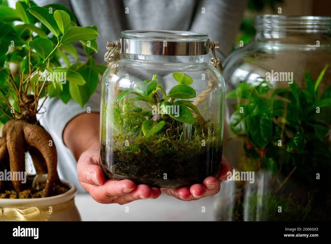 Entretien des plantes. Femme présentant une petite forêt dans un bocal avec  de la mousse et une plante verte, un concept tendance ces dernières années.  Bonsai à proximité Photo Stock - Alamy