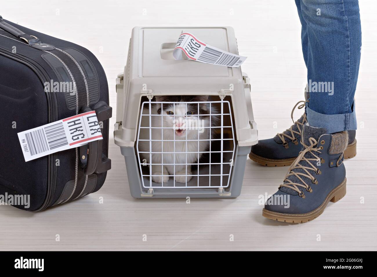 Chat dans la cage de fret aérien en attente à l'aéroport après un long voyage Banque D'Images