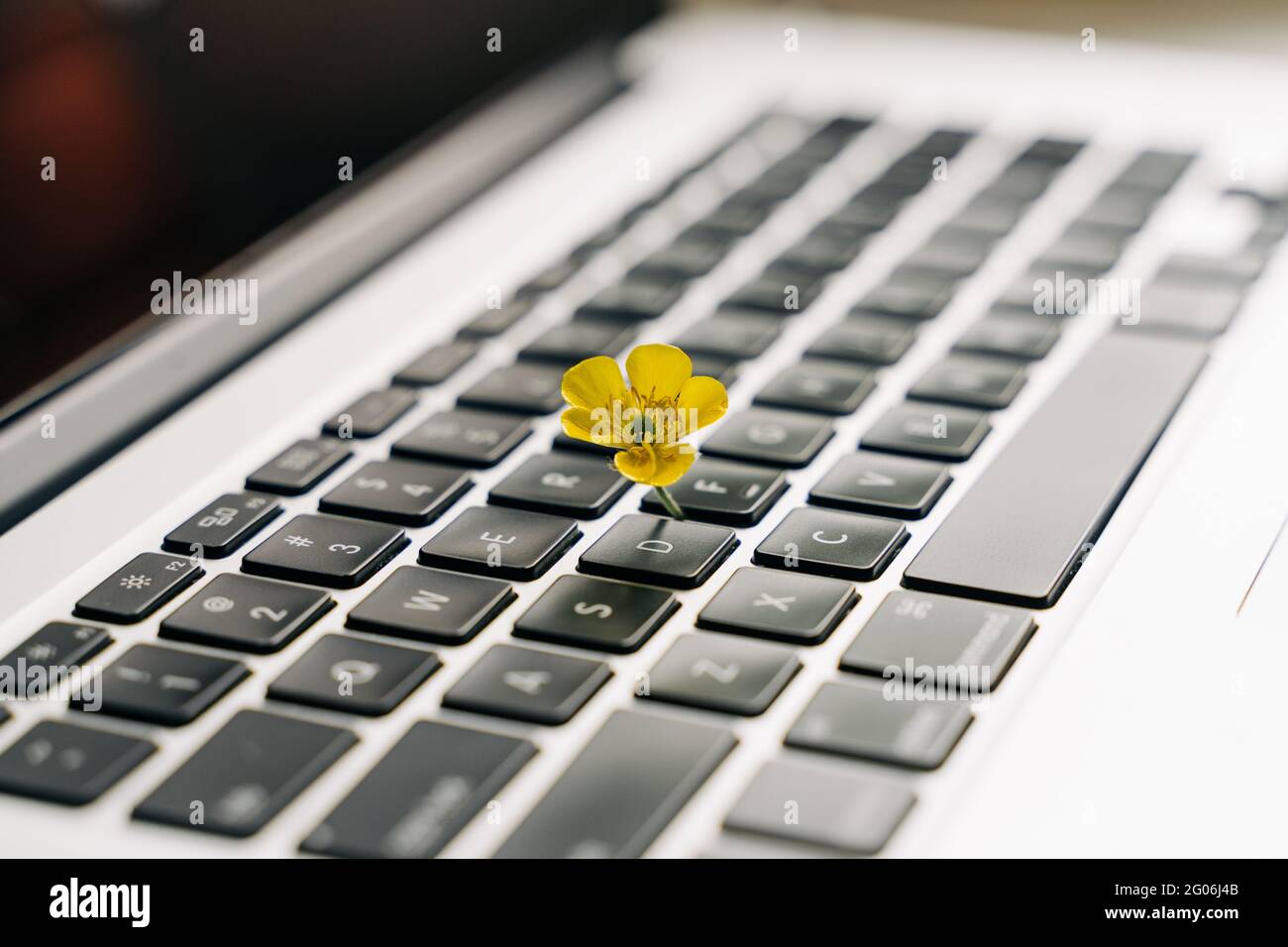 Clavier d'ordinateur portable avec fleur jaune qui pousse dessus. Concept  informatique écologique. Technologie à haut rendement en carbone. La  durabilité numérique Photo Stock - Alamy