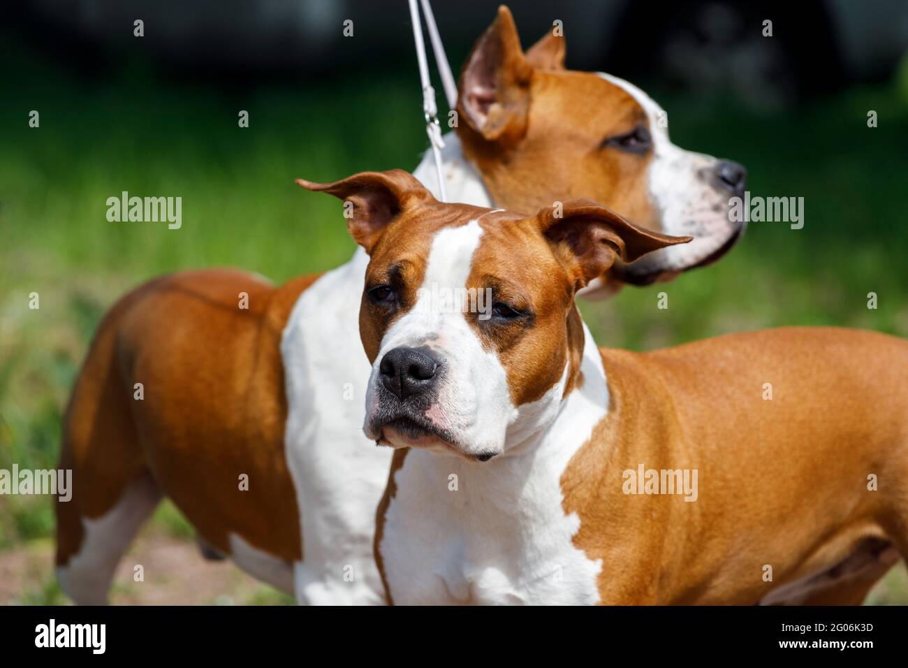 Staffordshire Terriers dans le parc en été. Photo de haute qualité Banque D'Images