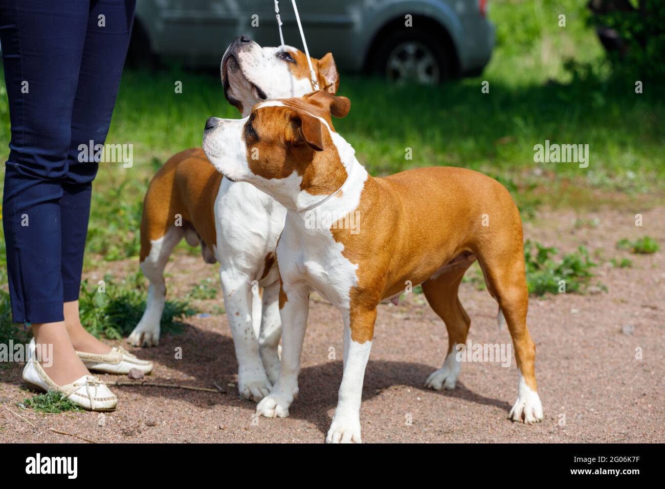 Femme avec deux terriens du Staffordshire dans le parc en été. Photo de haute qualité Banque D'Images