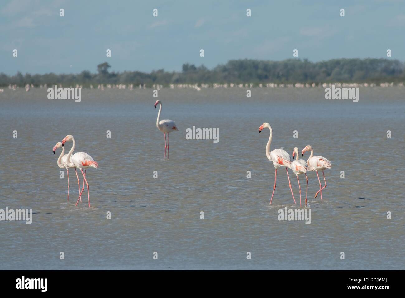 Gros plan du Grand Flamingos (Phoenicopterus roseus) en Camargue, Bouches du Rhône, Sud de la France Banque D'Images
