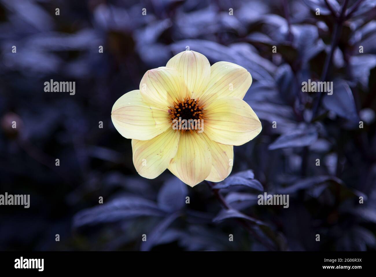 Fleur de dahlia jaune avec feuillage foncé Banque D'Images