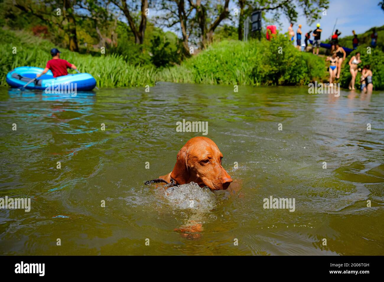 Saule le vizla vieux de trois ans se rafraîchit par temps chaud à Warleigh Weir, Bath, le premier jour de l'été météorologique. Date de la photo: Mardi 1er juin 2021. Banque D'Images