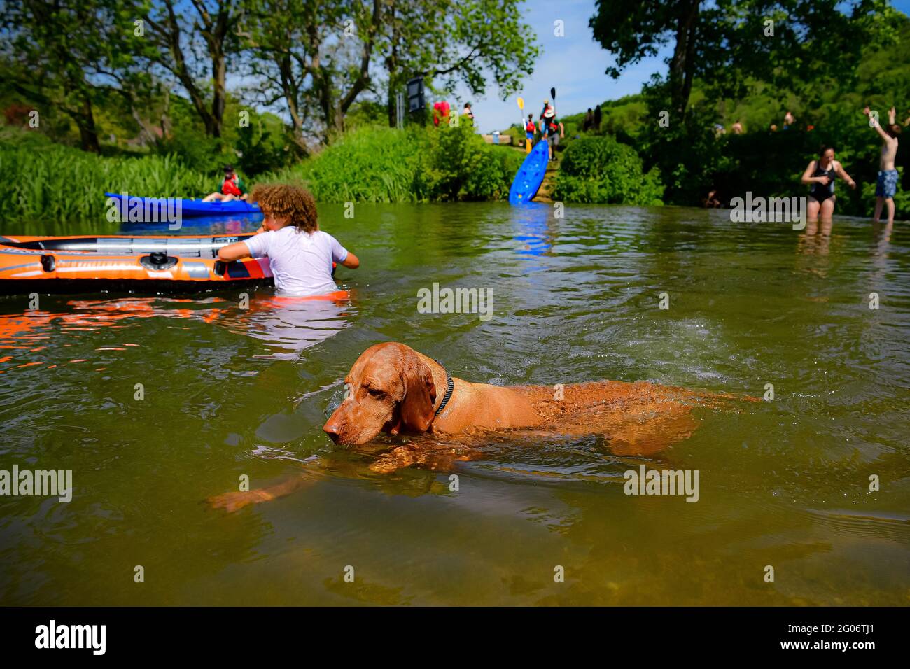Saule le vizla vieux de trois ans se rafraîchit par temps chaud à Warleigh Weir, Bath, le premier jour de l'été météorologique. Date de la photo: Mardi 1er juin 2021. Banque D'Images