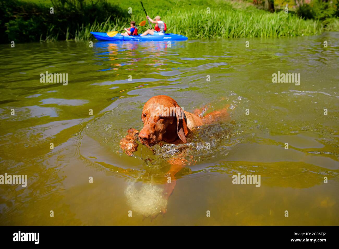 Saule le vizla vieux de trois ans se rafraîchit par temps chaud à Warleigh Weir, Bath, le premier jour de l'été météorologique. Date de la photo: Mardi 1er juin 2021. Banque D'Images