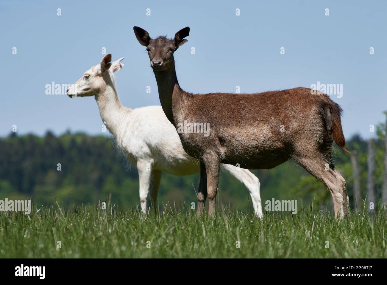 Deux cerfs-jachères blancs et bruns (Dama dama) debout dans un pré vert. Banque D'Images