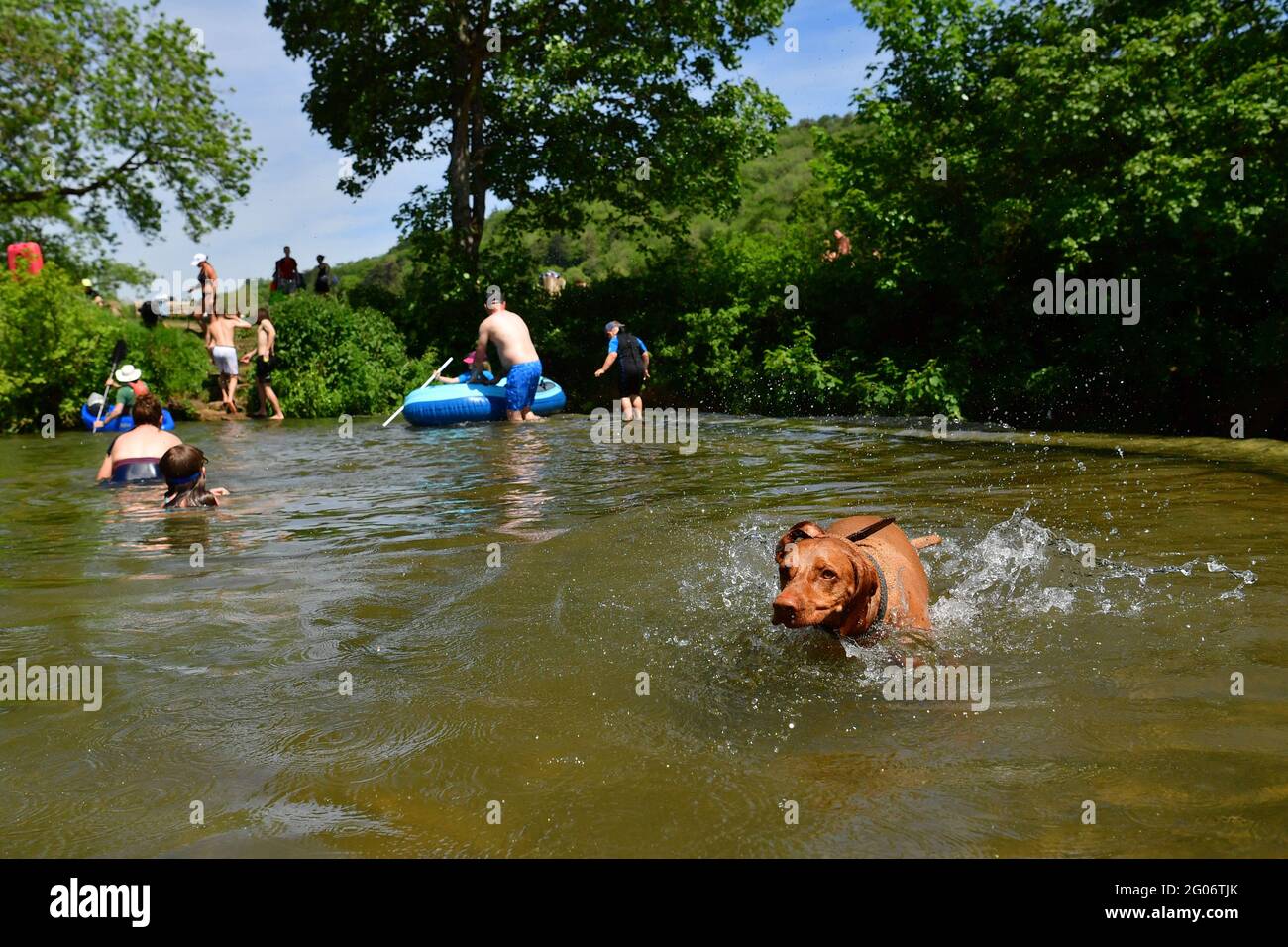 Saule le vizla vieux de trois ans se rafraîchit par temps chaud à Warleigh Weir, Bath, le premier jour de l'été météorologique. Date de la photo: Mardi 1er juin 2021. Banque D'Images