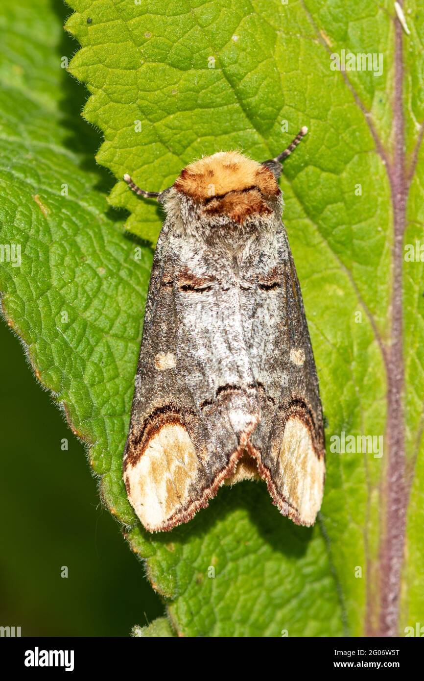 Papillon (Phalera bucephala), Royaume-Uni, en mai Banque D'Images
