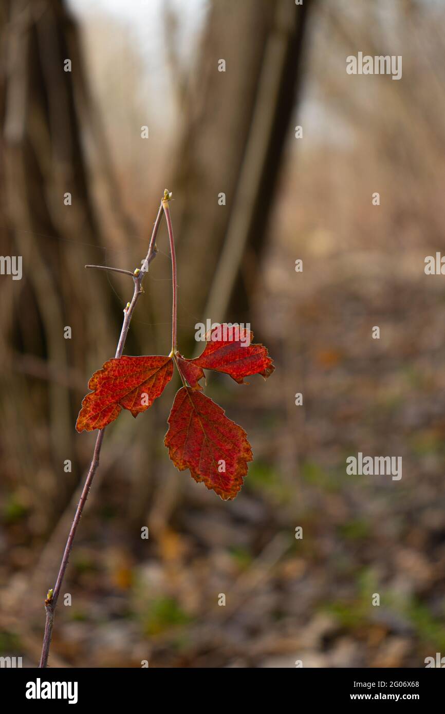 Close-up of maple autumn leaf Banque D'Images