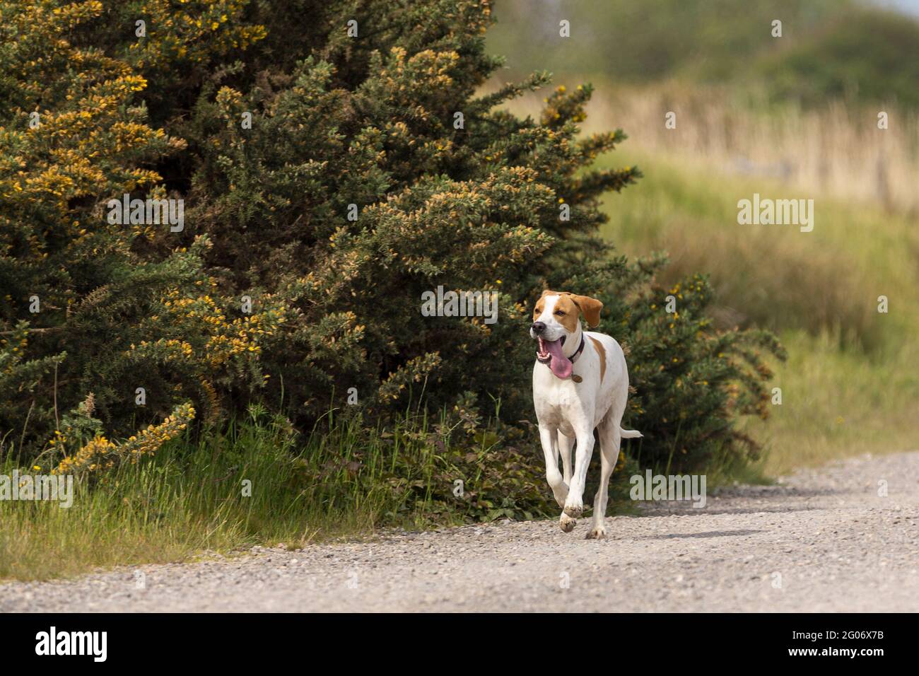 Chien de type Labrador en train de courir capturé avec un pied sur le chemin de gravier un chien blanc avec des taches brunes autour des yeux oreilles brunes et patch brun au dos Banque D'Images