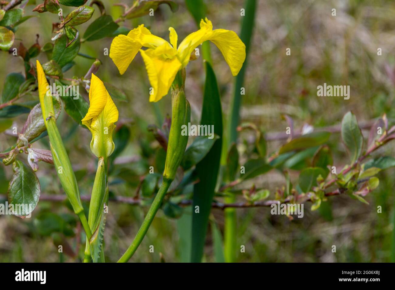 Iris jaune (iris pseudocorus) drapeau jaune fleur sauvage de sol humide montrant trois étapes de fleurs se déportant de la papauté, longues feuilles étroites Banque D'Images