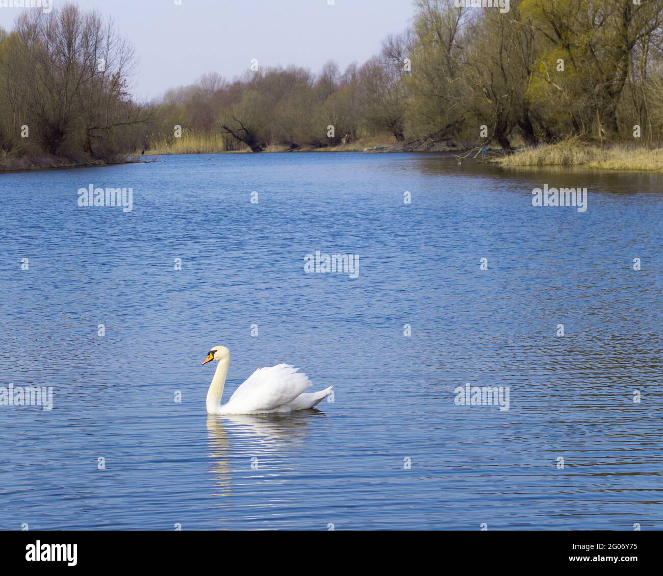 Un cygne solitaire nage sur le fleuve Banque D'Images