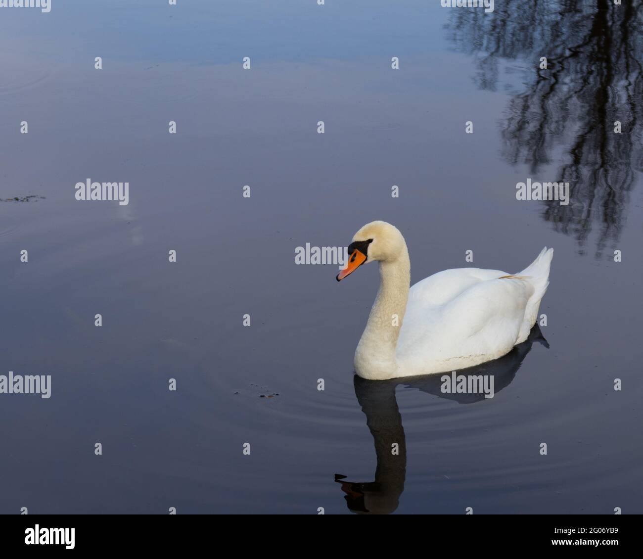 Un cygne solitaire nage sur le fleuve Banque D'Images