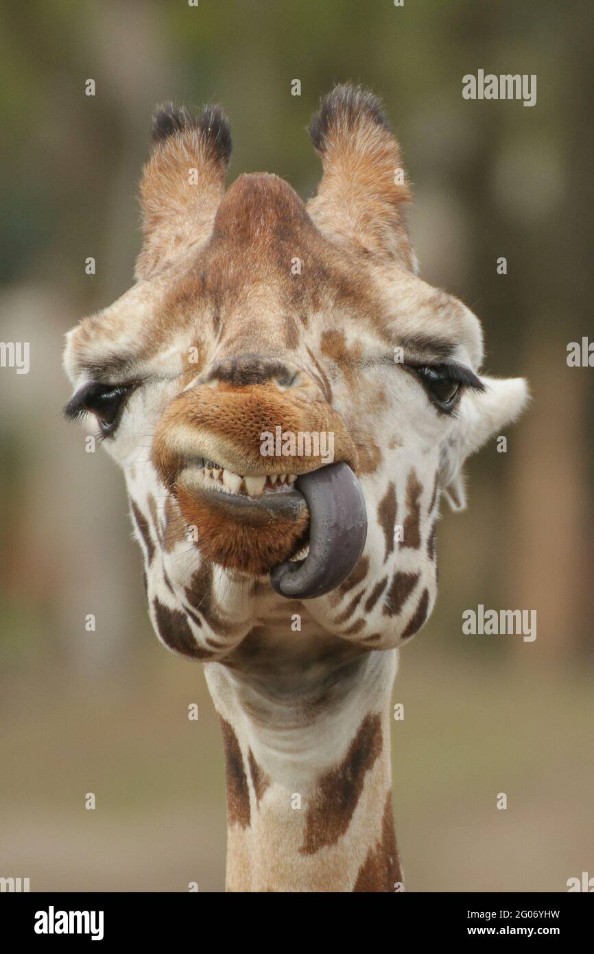 PAYS-BAS : une girafe non impressionnée montre au photographe ce qu'il pense vraiment à Wildlands Adventure Zoo Emmen. Des photos HILARANTES du moment t Banque D'Images