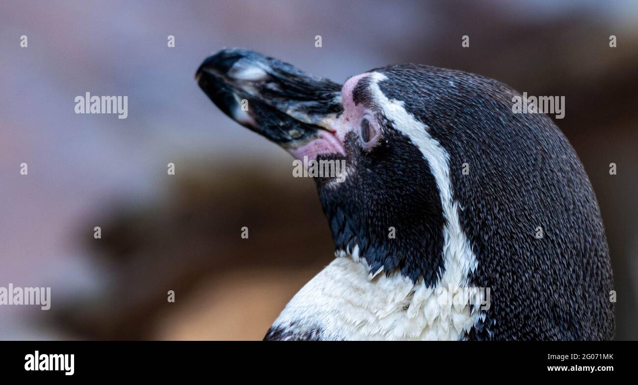 Pingouin Humboldt, portrait de spheniscus humboldti Banque D'Images