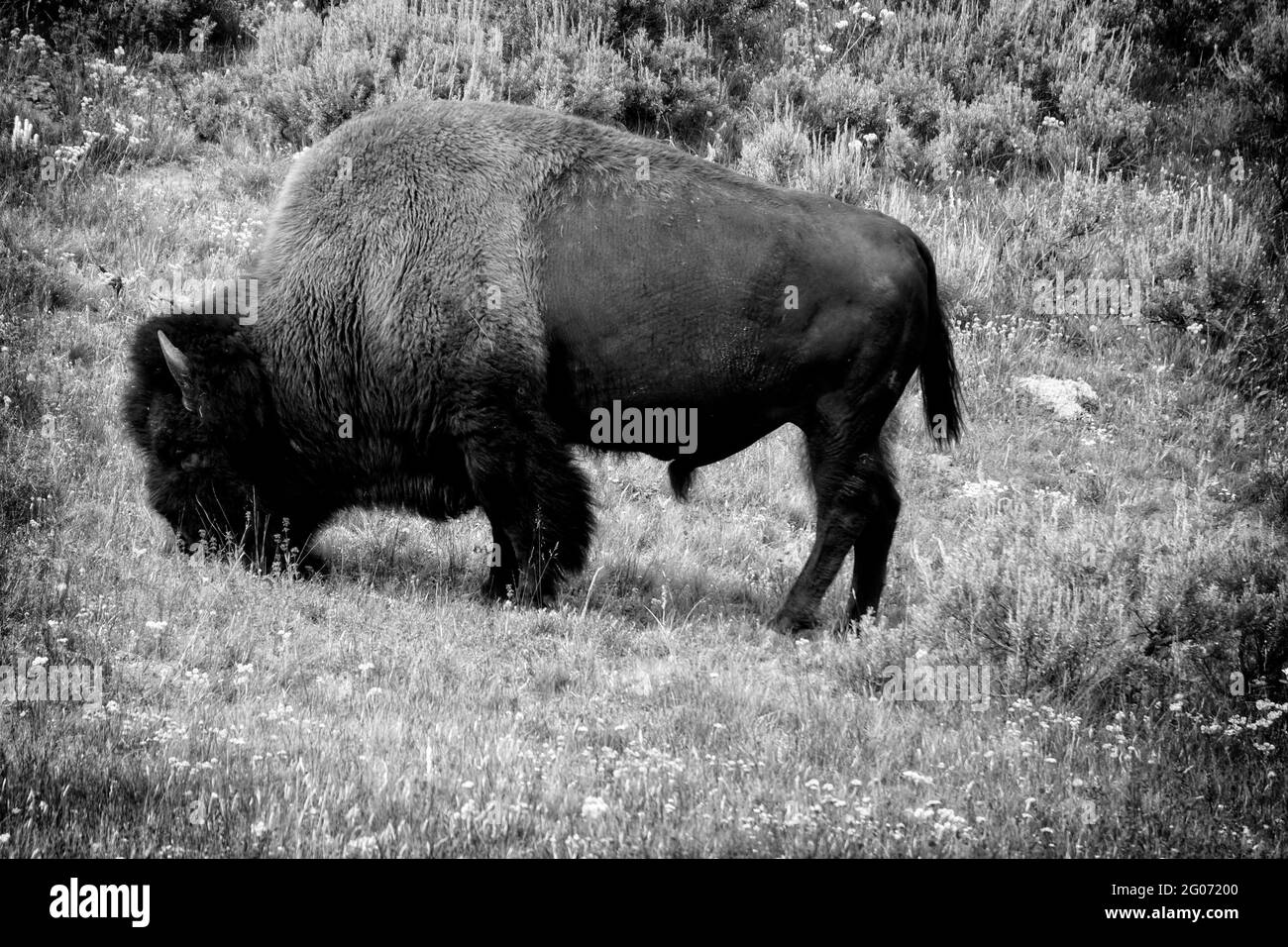 Yellowstone Bison - une bison américaine qui broute dans le parc national de Yellowstone Banque D'Images Yellowstone Bison - une bison américaine qui broute dans le parc national de Yellowstone Banque D'Images