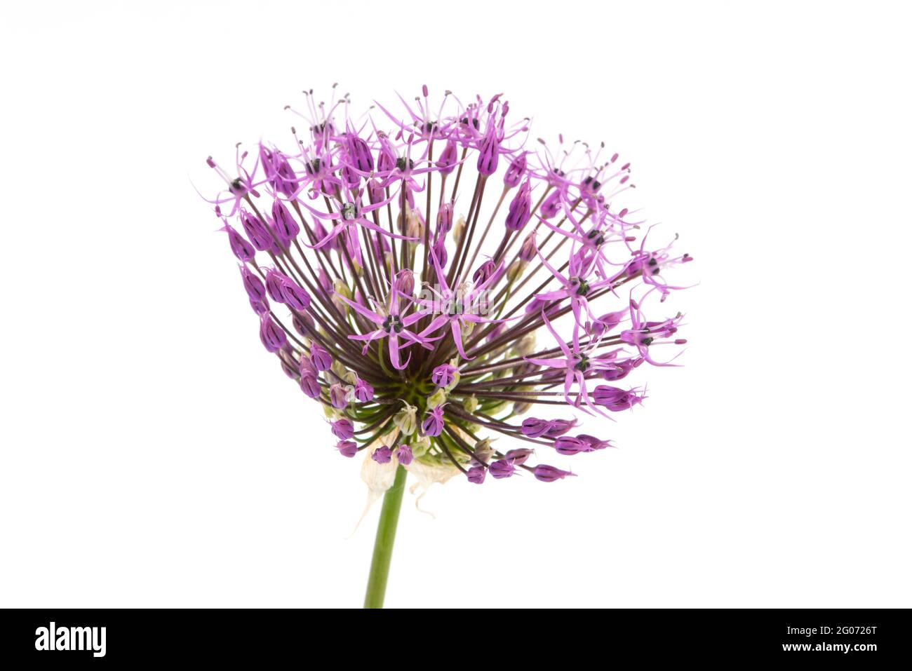 Fleur d'Allium violette gros plan sur fond blanc. Prise de vue en studio. Banque D'Images