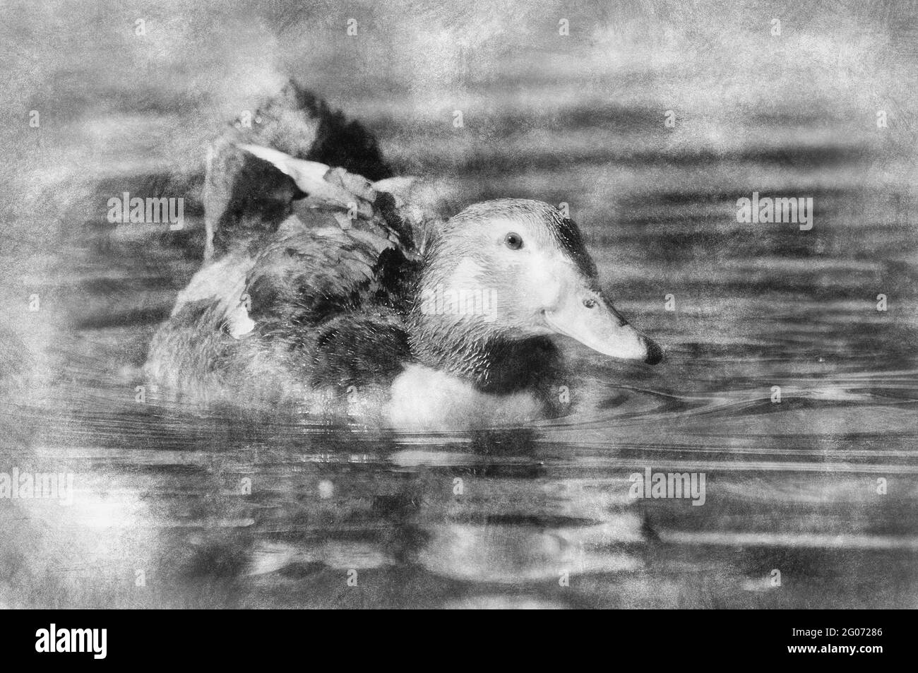 Image d'un canard dans la rivière. La vie sauvage de l'espagne dessin noir et blanc Banque D'Images