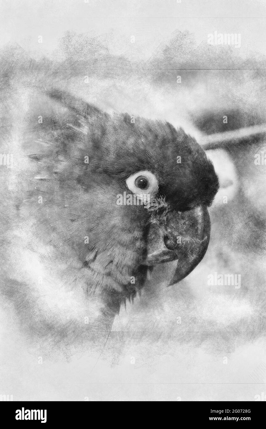 Image D Un Perroquet Avec De Belles Couleurs Noir Et Blanc Dessin Photo Stock Alamy Image D Un Perroquet Avec De Belles Couleurs Noir Et Blanc Dessin Photo Stock Alamy