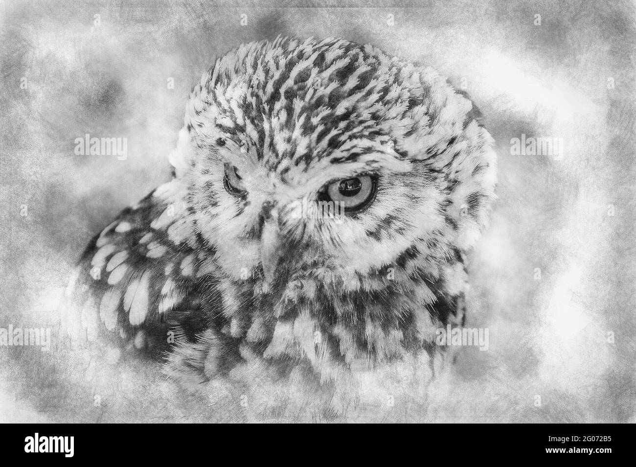 proie, mignon petit hibou, bec gris et jaune et plumes blanches dessin noir et blanc Banque D'Images