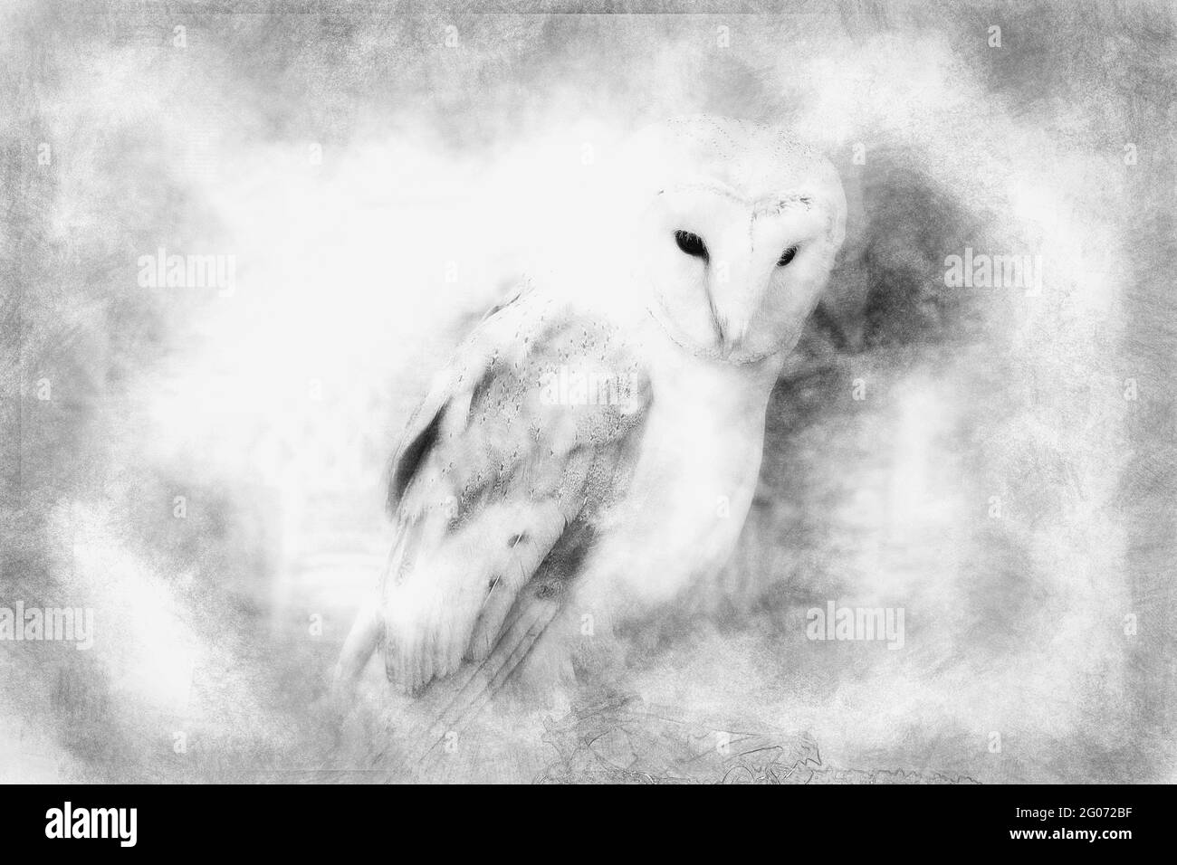 Portrait de hibou, dessin noir et blanc d'oiseau Banque D'Images