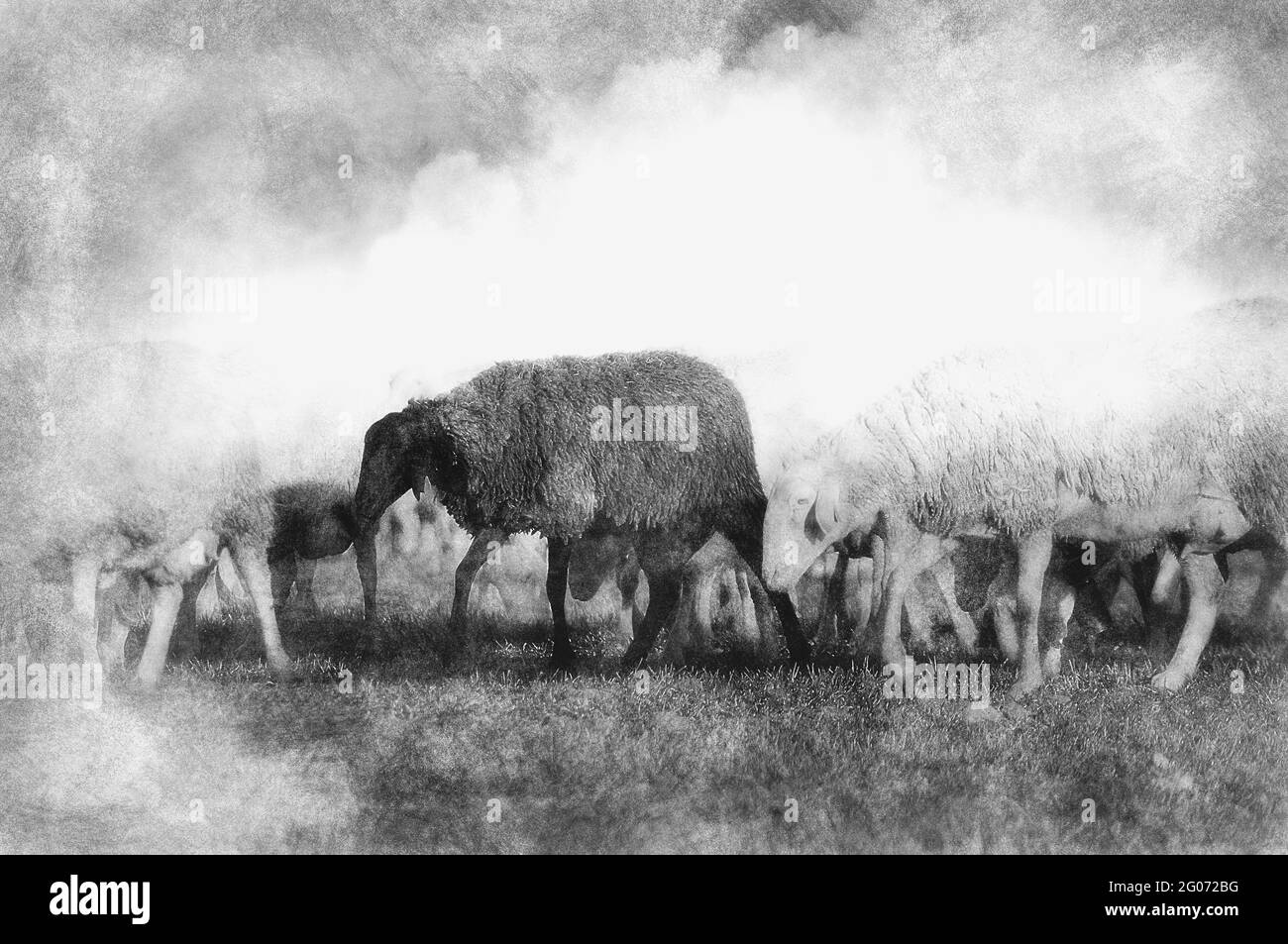 moutons dans un pré, moutons noirs dessin noir et blanc Banque D'Images