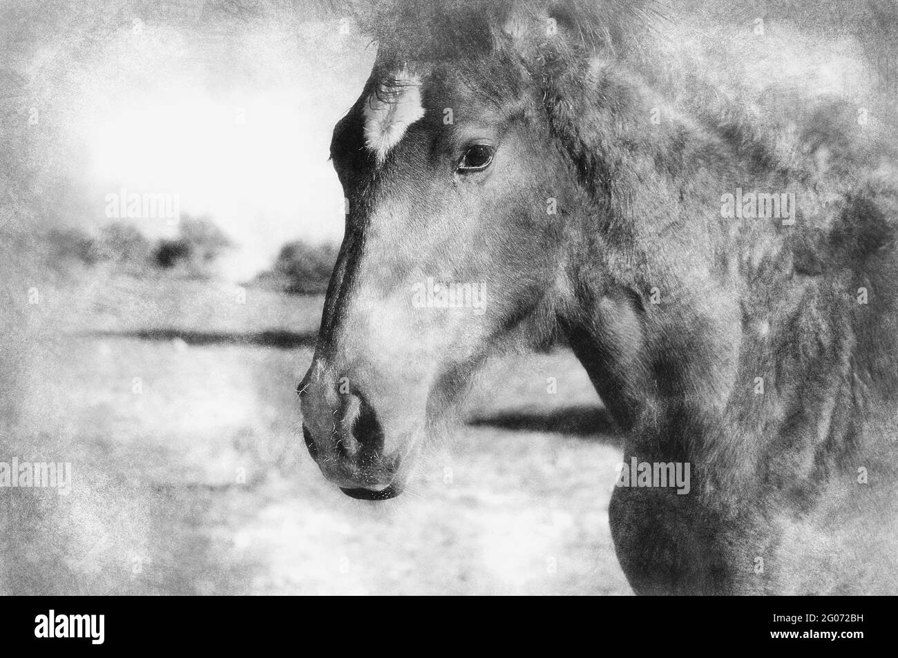 Photo d'un cheval sur la colline. Dessin noir et blanc Banque D'Images