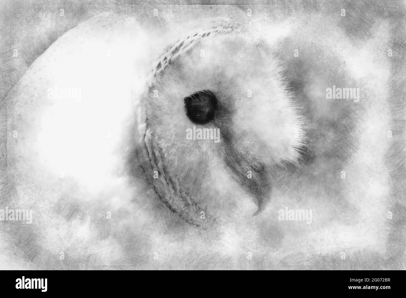 Portrait de hibou, dessin noir et blanc d'oiseau Banque D'Images