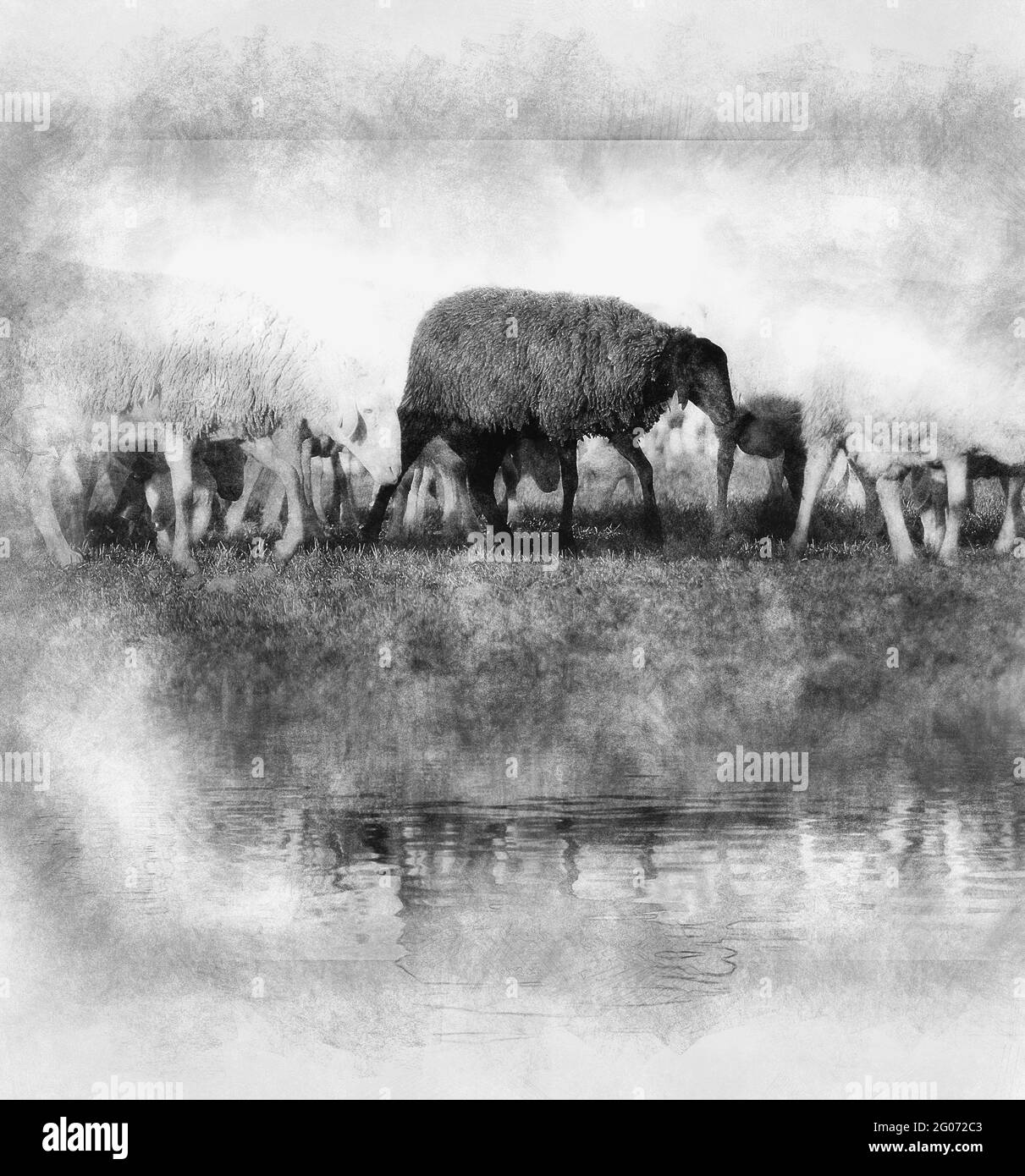 moutons dans un pré, moutons noirs dans l'eau dessin noir et blanc Banque D'Images