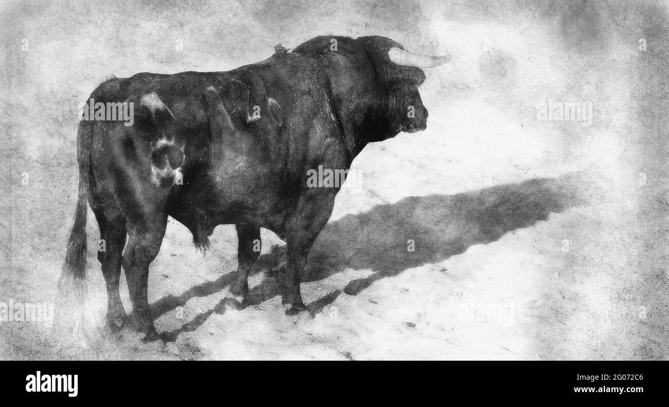 Le combat contre le taureau en Espagne. Taureau noir dessin noir et blanc Banque D'Images