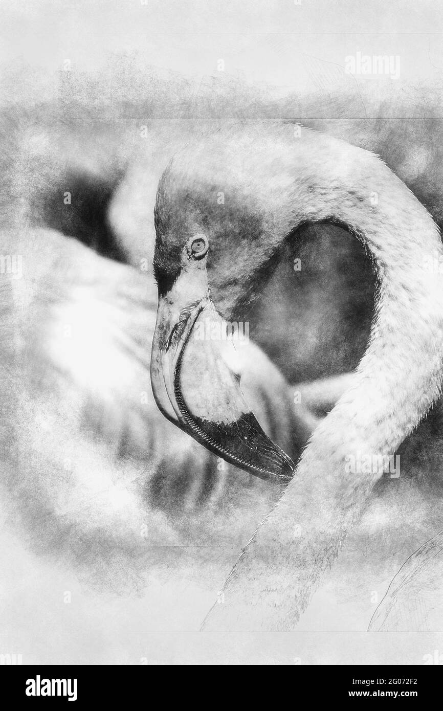 rose des caraïbes , détail de la tête de flamants avec le long cou noir et blanc dessin Banque D'Images