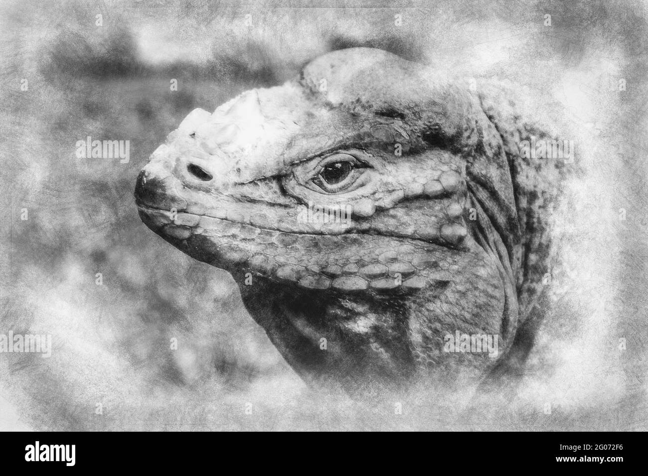 Orange and blue lizard banque d images noir et blanc alamy