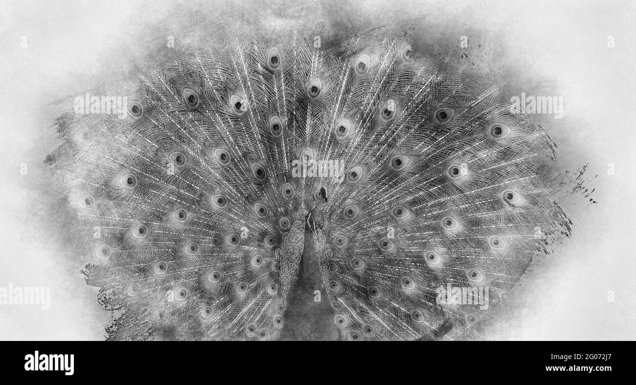 Plumes de queue de paon Banque d'images noir et blanc - Alamy