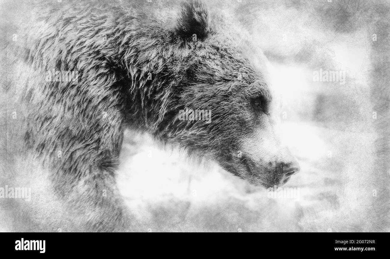 Mignon petit ourson noir Banque d'images noir et blanc - Page 2 - Alamy
