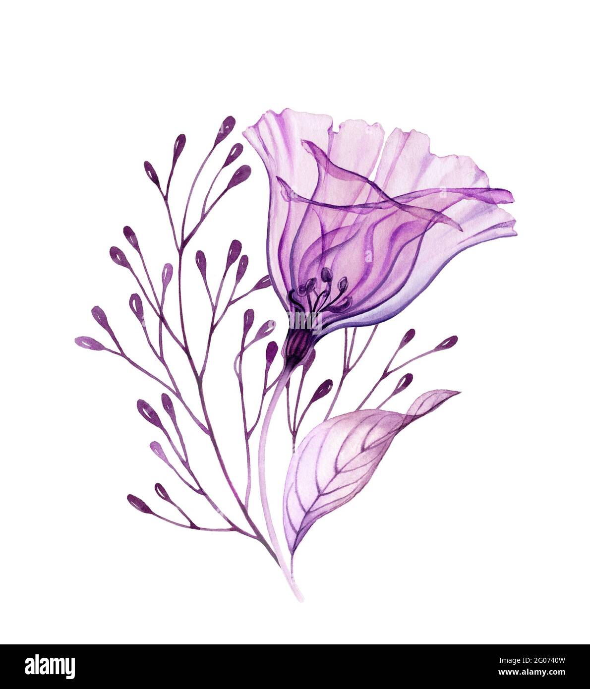 Bouquet floral aquarelle en violet. Œuvres d'art peintes à la main avec  fleur violette transparente et baies isolées sur blanc. Abstrait botanique  Photo Stock - Alamy