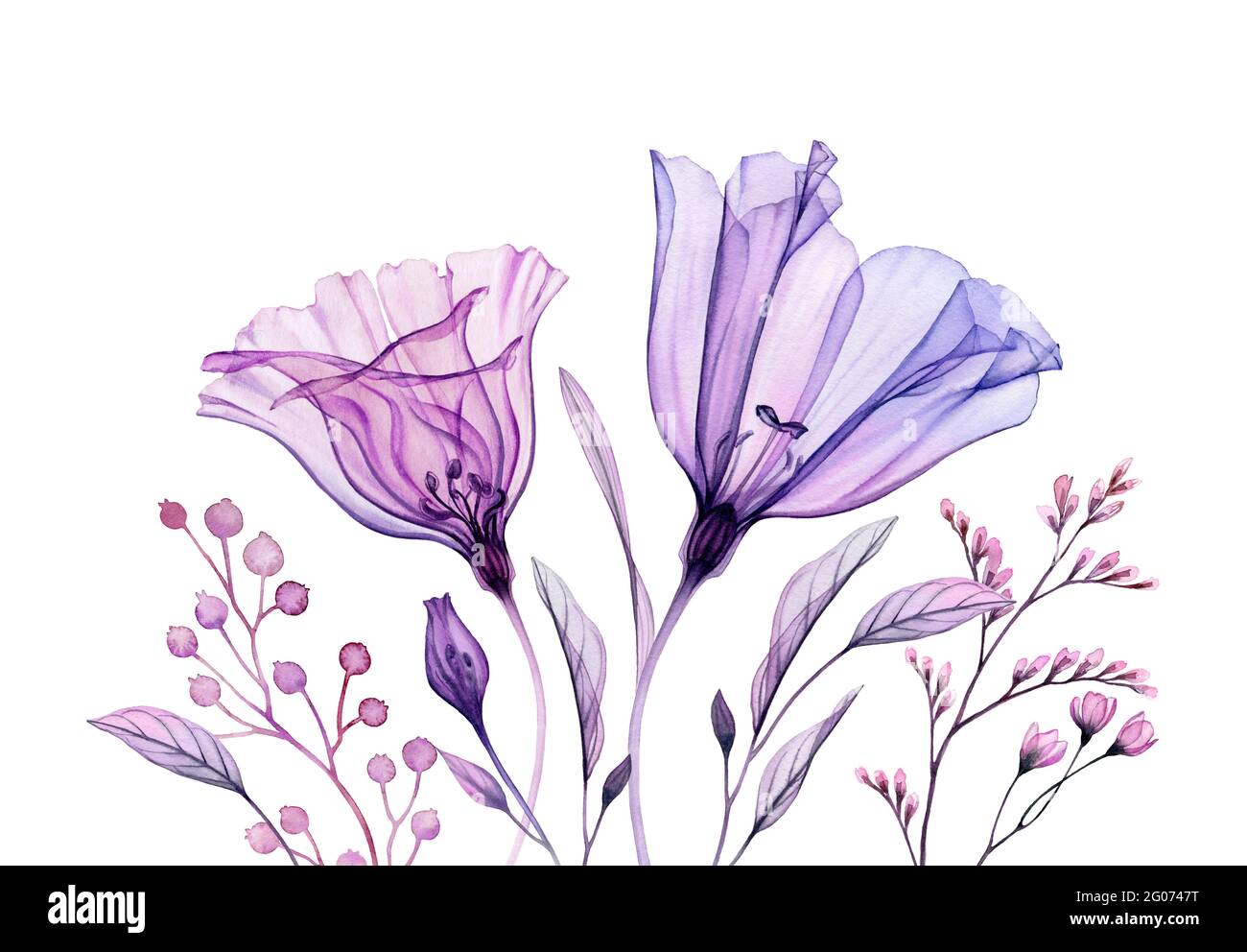 Œuvres d'art florales violettes. Bannière aquarelle. Bouquet peint à la  main avec fleur violette transparente et feuilles isolées sur blanc.  Abstrait botanique Photo Stock - Alamy