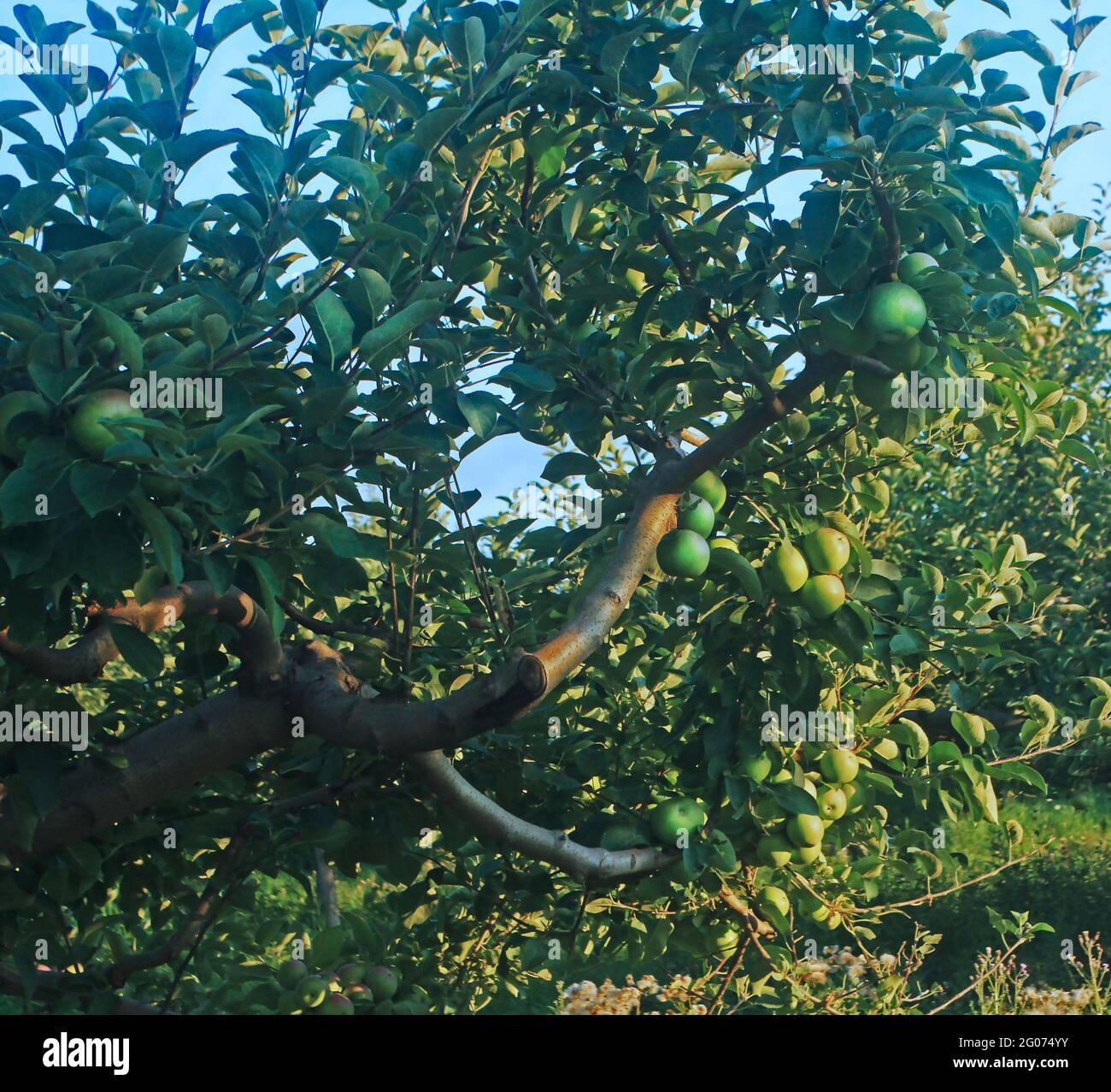 Orchard à Gardener, New York, États-Unis. Banque D'Images