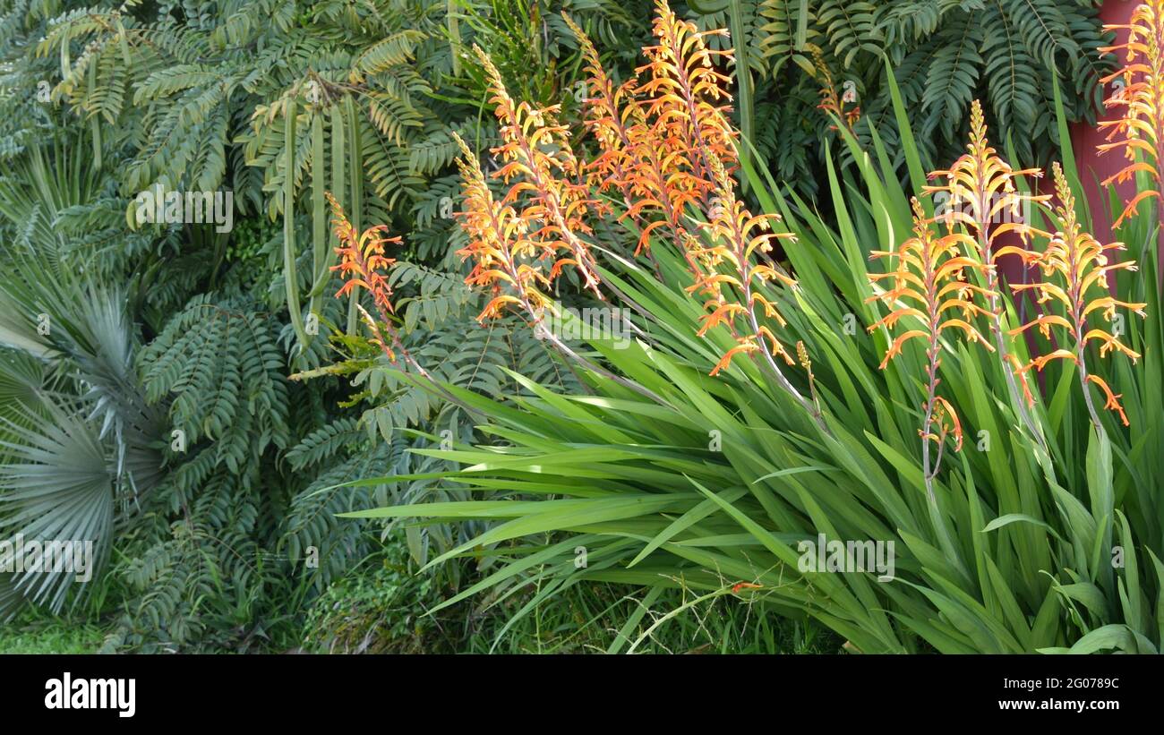 Fleur d'oranger de drapeau africain, Chasmanthe Floribunda fond botanique naturel. Fleurs exotiques dans le jardin, jardinage en Californie, Etats-Unis. Fl. Vif Banque D'Images