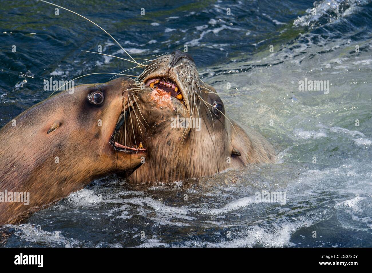 Lion de mer de Steller / lions de mer du nord / mer de Steller lion (Eumetopias jubatus) mâle et femelle montrant un comportement agoniste agressif à bouche ouverte Banque D'Images