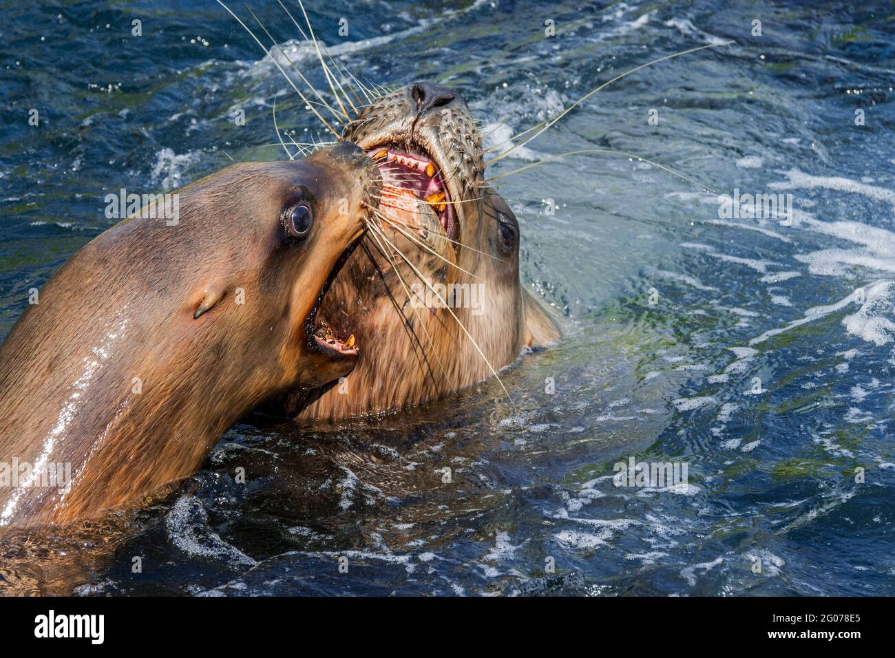 Lion de mer de Steller / lions de mer du nord / mer de Steller lion (Eumetopias jubatus) mâle et femelle montrant un comportement agoniste agressif à bouche ouverte Banque D'Images