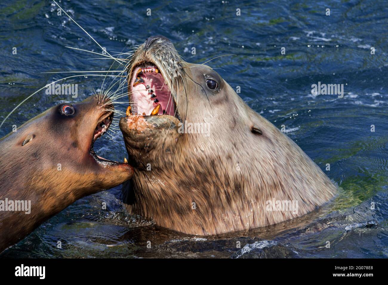 Lion de mer de Steller / lions de mer du nord / mer de Steller lion (Eumetopias jubatus) mâle et femelle montrant un comportement agoniste agressif à bouche ouverte Banque D'Images