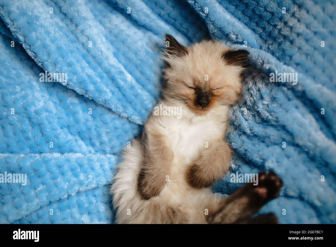 Un chaton angora birman dormant sur une couverture en coton bleu avec les pattes arrière vers le haut. Copier l'espace Banque D'Images